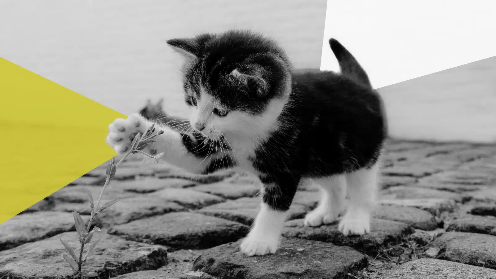 A következő évek egyik legnagyobb marketinges kihívása valószínűleg nem a leadek számának növelése lesz. Sokkal inkább azok minőségének javítása.